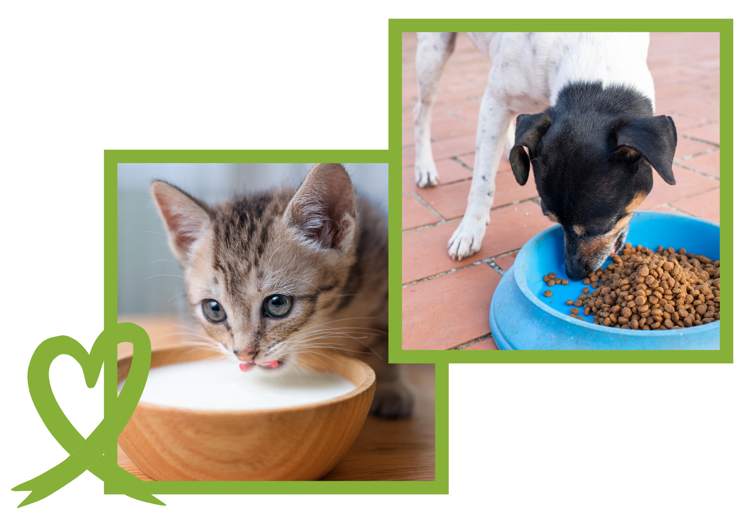 Wesprzyj zwierzaki - Dary rzeczowe