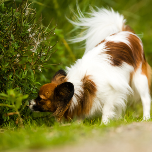 Pies wąchający trawę podczas spokojnego spaceru – przykład prawidłowego spaceru dostosowanego do potrzeb psa