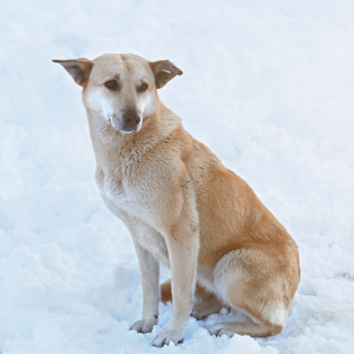 Pies i kot w schronisku zimą – jak pomóc zwierzętom przetrwać mróz i trudne warunki
