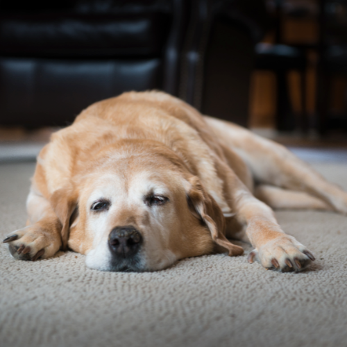 Starszy pies lub kot czekający na adopcję – spokojny, łagodny zwierzęcy senior, który szybko odnajduje się w nowym domu i daje opiekunowi wyjątkową, dojrzałą więź