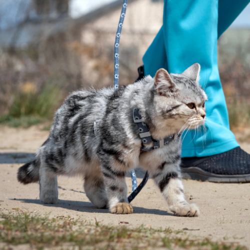 Czy kot zawsze znajdzie drogę do domu?
