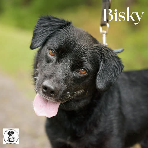 Bisky