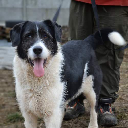 Psy ze schroniska do adopcji IKAR