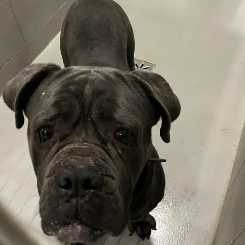 Psy ze schroniska do adopcji Corso