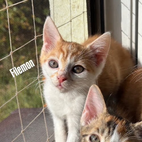 Filemon