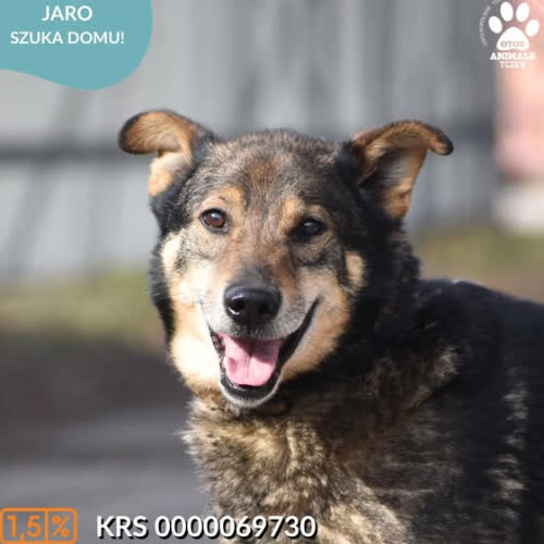 Psy ze schroniska do adopcji JARO