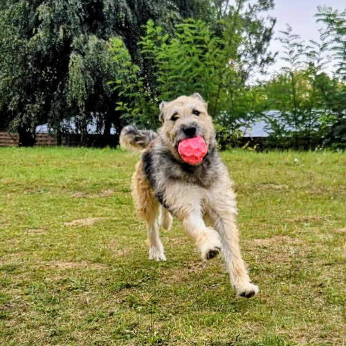 Psy ze schroniska do adopcji Bagira