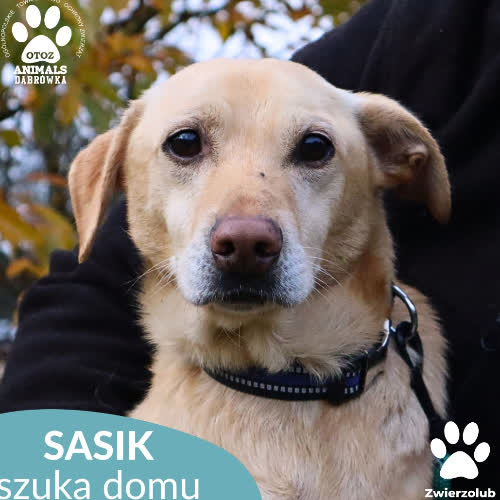 Psy ze schroniska do adopcji Sasik