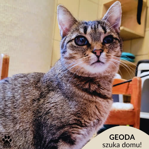 Geoda