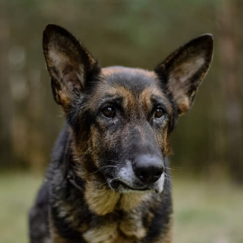 Psy ze schroniska do adopcji Rodzynka 