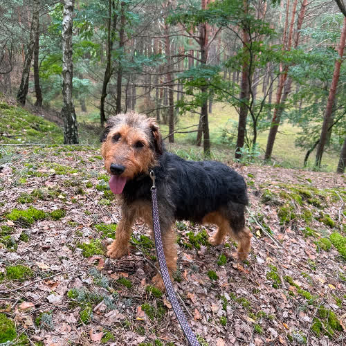 Wilhelm