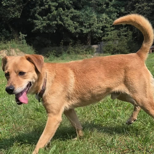 Psy ze schroniska do adopcji Lepik