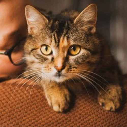 Koty ze schroniska do adopcji Martusia FIV+