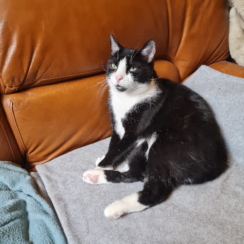 Koty ze schroniska do adopcji Benio