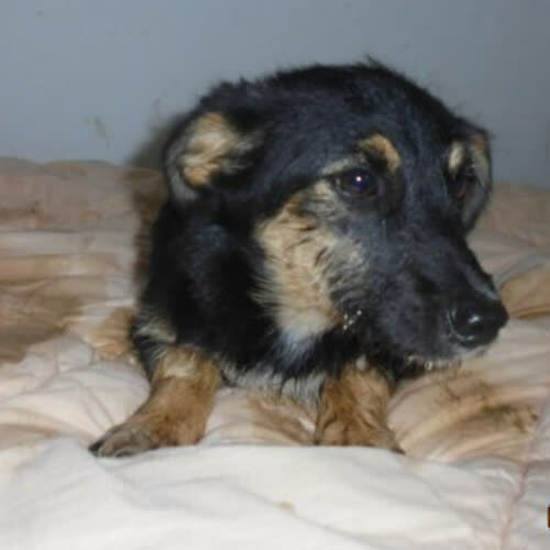 Psy ze schroniska do adopcji Maja