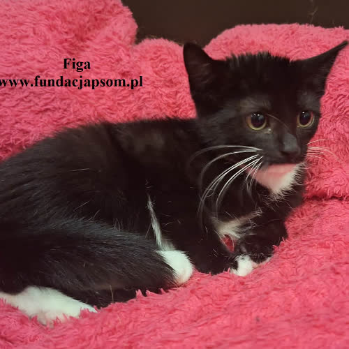 Figa