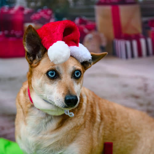 Psy ze schroniska do adopcji Żabka