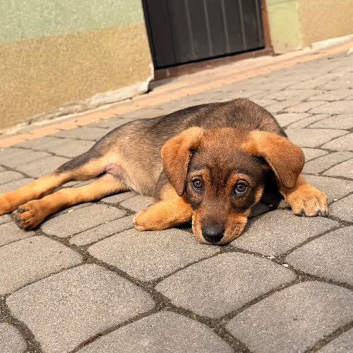 Psy ze schroniska do adopcji Sisi