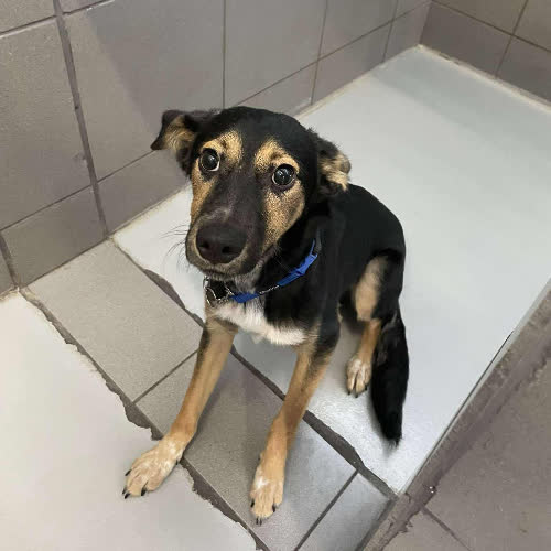 Psy ze schroniska do adopcji Bingo