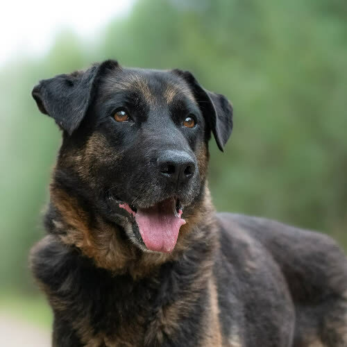 Psy ze schroniska do adopcji Przytulas VITAS