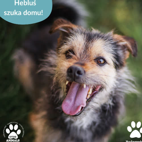 Psy ze schroniska do adopcji Hebluś