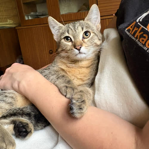 Koty ze schroniska do adopcji Zuzia