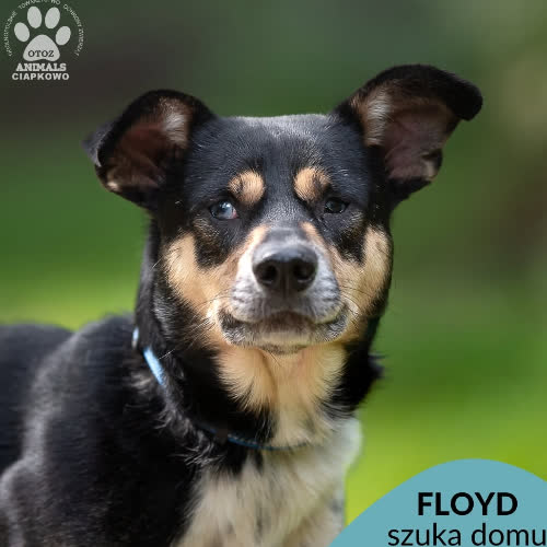 Floyd