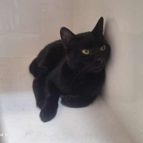 Koty ze schroniska do adopcji Bonifacy
