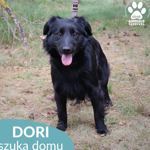 Dori