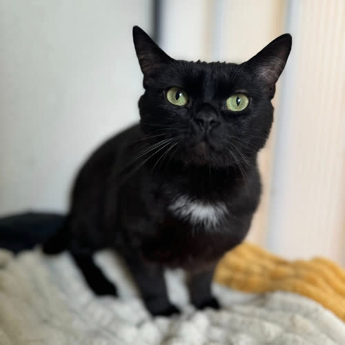 Koty ze schroniska do adopcji Goździk