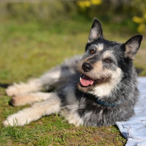 Psy ze schroniska do adopcji Sally