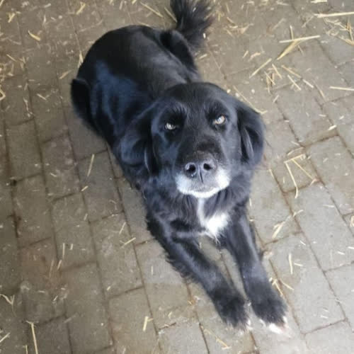 Psy ze schroniska do adopcji Pyza