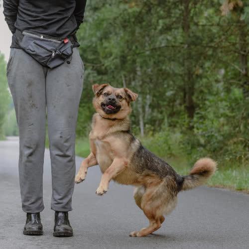 Psy ze schroniska do adopcji Czaruś 