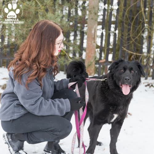 Psy ze schroniska do adopcji Sisi