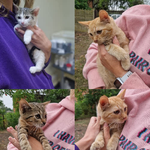 Koty ze schroniska do adopcji Kocurki 