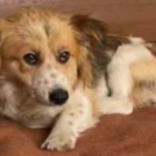 Psy ze schroniska do adopcji Monte