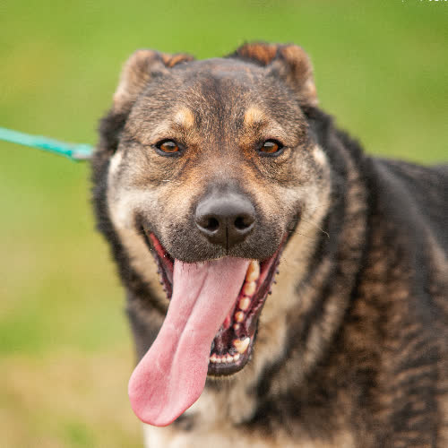 Psy ze schroniska do adopcji Tytus