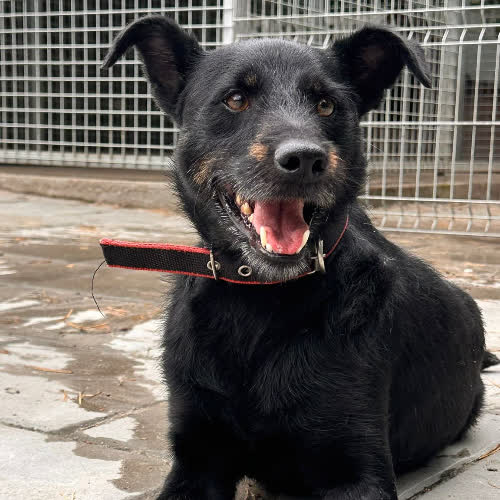 Psy ze schroniska do adopcji Gamoń 