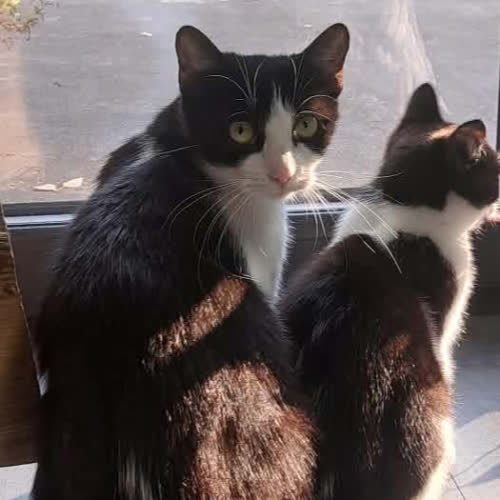 Koty ze schroniska do adopcji Sofi