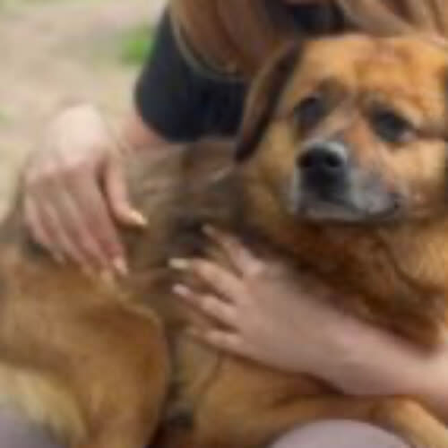 Psy ze schroniska do adopcji Piotruś