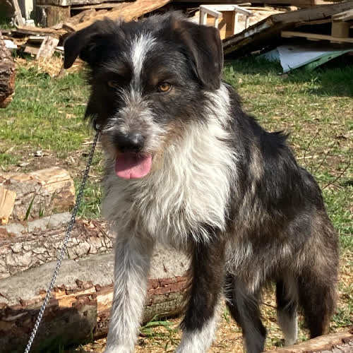 Psy ze schroniska do adopcji Nanuk mix terier 