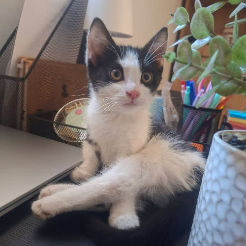 Koty ze schroniska do adopcji Melka