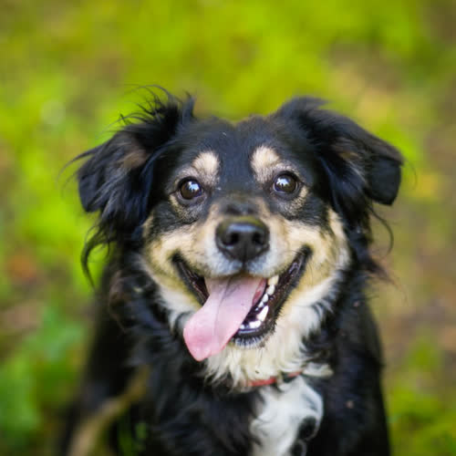 Psy ze schroniska do adopcji Ravi