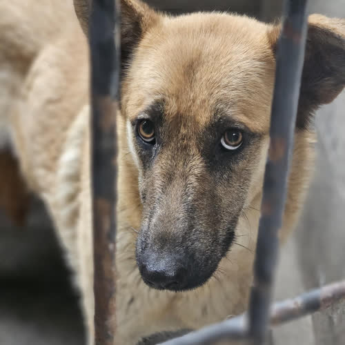 Psy ze schroniska do adopcji Żaluzja 