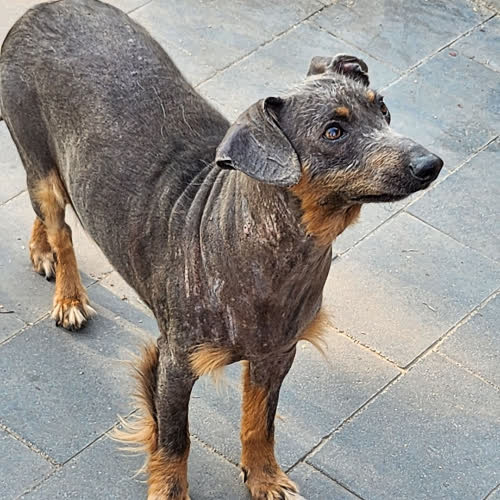 Psy ze schroniska do adopcji Kiwi