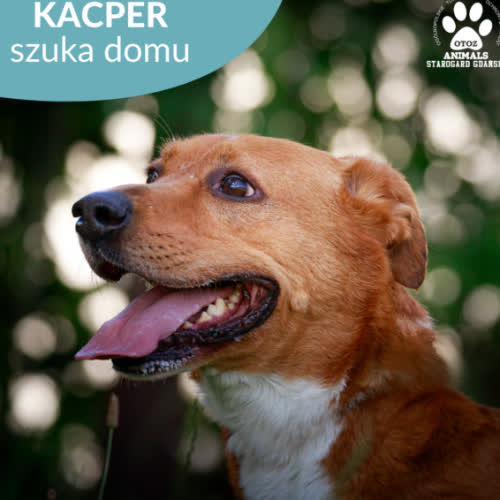 Kacper