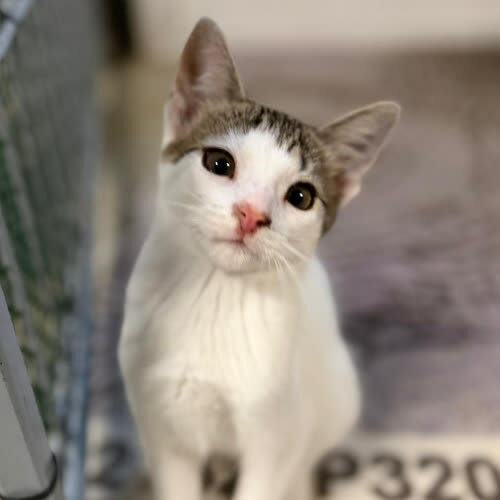 Koty ze schroniska do adopcji Klakier