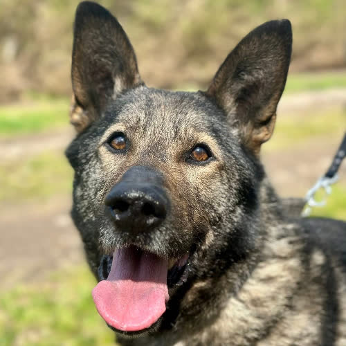 Psy ze schroniska do adopcji Max