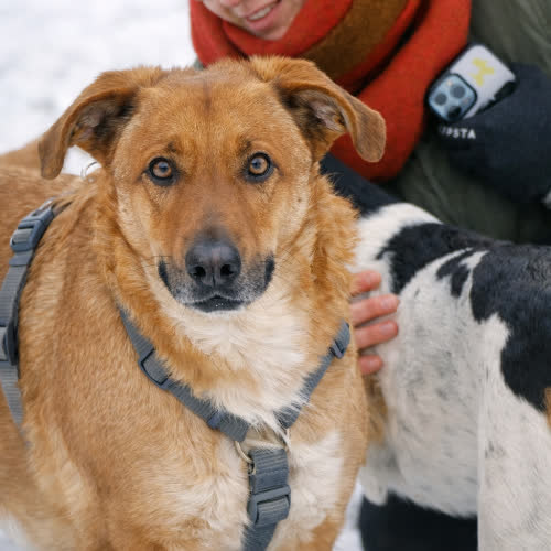 Psy ze schroniska do adopcji Pluto