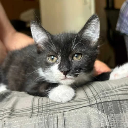 Koty ze schroniska do adopcji Percy